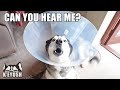 The CONE of SHAME Makes my HUSKY Louder! Singing Lamp!