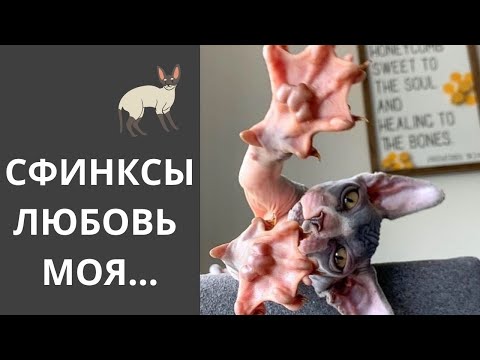 Сфинксы Кошки. Какие они.  Коротко о породе.