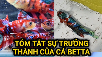 Tóm Tắt Cách Nuôi Và Ép Cá Betta Từ Bé Đến Lớn, Red Galaxy