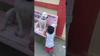 Pit Bull Dogk Sath 2 Saal Ka Bby Pit Bull Dog