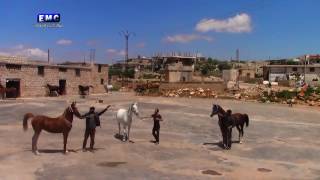 تربية الخيول العربية الأصيلة تعود إلى ريف إدلب