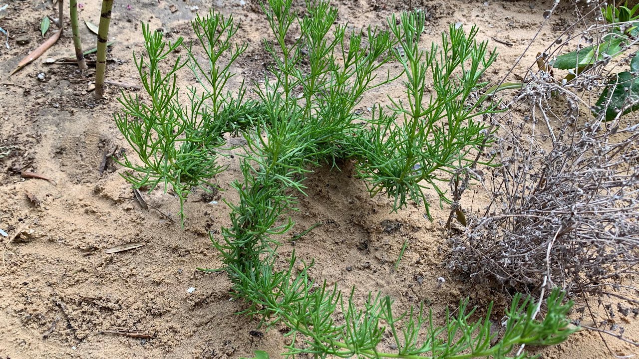زراعة الزعتر البري الجبلي في المنزل
