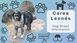 Meet the Carea Leonés: Spain's Remarkable Herding Dog | Full Breed Guide