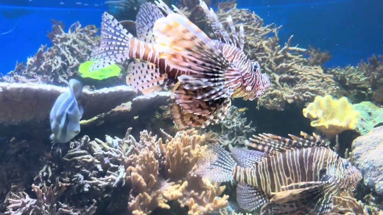 Exotic sea creatures.