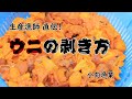 ＜漁師直伝！＞エゾバフンウニの剥き方