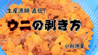 ＜漁師直伝！＞エゾバフンウニの剥き方