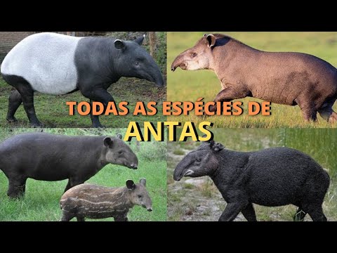 Vídeo: Quem é Anta