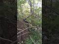 got to flee up a tree
