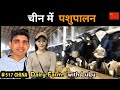 Dairy farming in china    