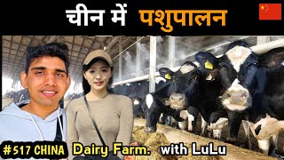 Dairy farming in China चीन में पशुपालन 🐄🔥🔥🔥