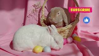 The CUTEST Bunnies and Rabbits by Collie Rough, Dutch goat and rabbit 812 views 1 year ago 2 minutes, 1 second