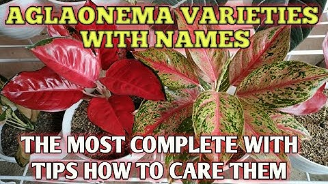 AGLAONEMA VARIETIES WITH NAMES | AGLAONEMA PLANT CARE TIPS