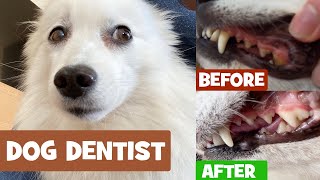 Spitz dog BEFORE vs. AFTER removing plaque off dog teeth by MollytheSpitz 3,221 views 3 years ago 4 minutes, 11 seconds