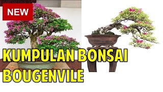 Kumpulan Bonsai Bougenville Keren
