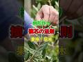 樹形作りの基本、摘芯の法則【果樹|庭木】