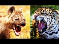 HIENA vs JAGUAR | ¿Quién Ganaría? | EPIC VERSUS 🐆