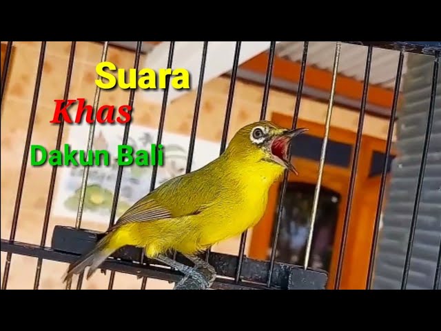 Suara Khas Pleci dakun bali class=