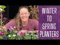 Winter to spring planters   winter annuals  daffodils  winter containers  zone 8