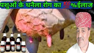 पशुओं के थनैला रोग का 100% ईलाज/Mestitis Problem Solution in cattles