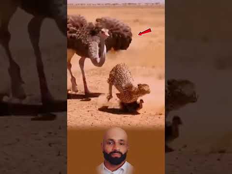 كانت تعرف أن جسدها أضعف لكن قلبها كان معل ق ا بالله فمشت والدمع يسبق خطاهاوالإيمان يحملها  ا