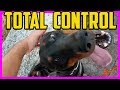 👉 Cómo tener CONTROL ABSOLUTO en obediencia sobre tu perro: el FOCUS 😵