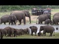 Herd of elephants at the Minneriya national park !