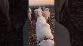 Akbaş Türk Akbaş Sürüsü Akbaş Safkan Rüya Takım Köpek Kurt Av Kangal Alabai