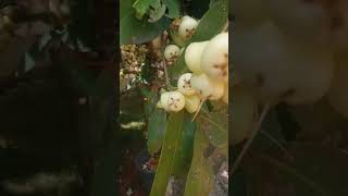 Download Lagu gunakan pupuk kcl dan mop buah jambu tidak rontok. #fruit #jambu #rujaksoto  #jambi # #dj  #buah MP3