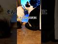 二人一緒のありふれた日常が尊い猫たち#shorts#ねこ#尊い#日常