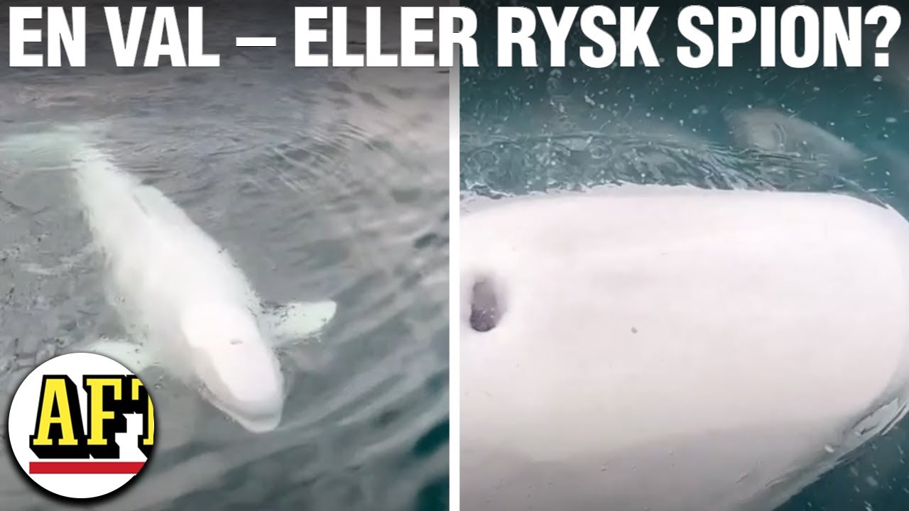 Här dyker den vita valen upp – kan vara rysk spion