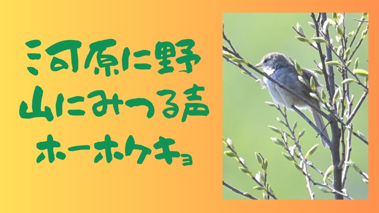 ウグイス 渾身の鳴き声とヤブの中のくつろぎタイムです - YouTube