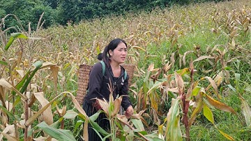 peb mus ntais poj kws pub qaib