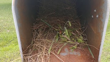 This bird that made a nest in a mailbox