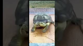 viral kura kura berkepala dua