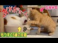 普段ボコボコにされてる兄猫、ついに子猫を丸呑みしようとするww