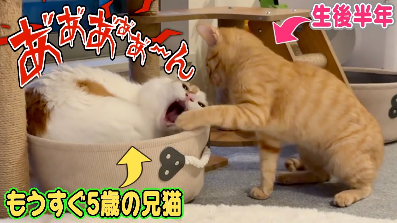 普段ボコボコにされてる兄猫、ついに子猫を丸呑みしようとするww