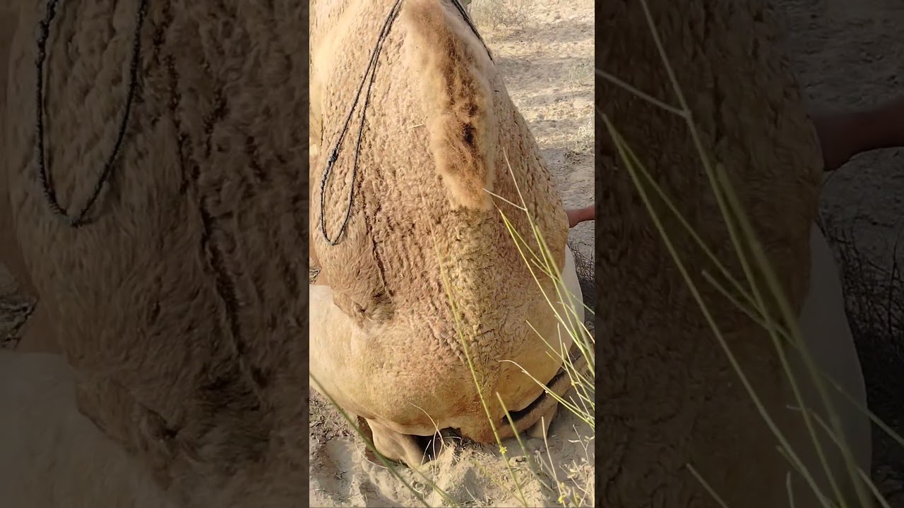 Camel loving beautiful video of the #animals