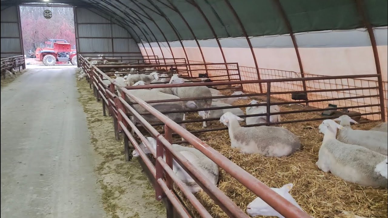 Fermă de oi Lacaune modernă cu oi grase ca porci.