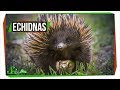 Why Echidnas Are Evolutionary Misfits