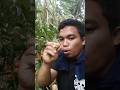 nemu buah hutan langka lagi!! di tempat kalian buah apa namanya ini??