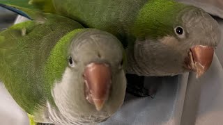 Amazing Quaker Parrots Talking to Each Other and Singing Together