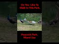 Nature Therapy 🍃 | Birds, Animals & Scenic Views-EP#3 #shorts