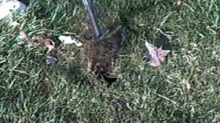 Billy Mays Grass Cutter Hair Untangler