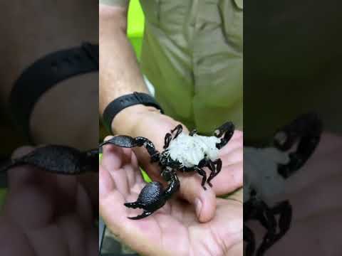 Video: Što jedu škorpioni?