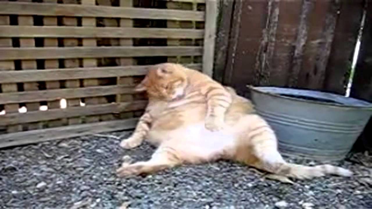 fat cat with thumbs