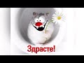 мой голос
