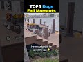 TOP5 Dogs Fail Moments