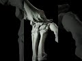 Capitate centered diagonal movement of the wrist