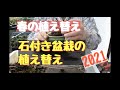 【ミニ盆栽】春の植え替え　2021 バラの石付き盆栽編  【初心者盆栽講座】 【盆栽】【まるなかBONSAI】　　　　　　　　#ミニ盆栽　#盆栽　#BONSAI