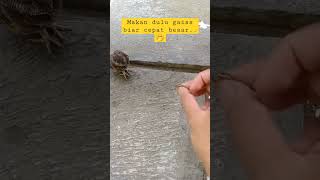 Download Lagu BEGINI CARA MEMBERI MAKAN CELEPUK YG AMAN AGAR TIDAK TERGIGIT MP3